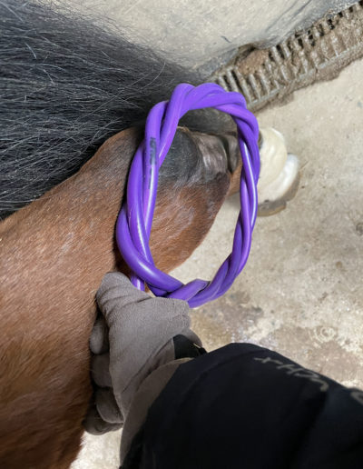 Cheval souffrant de tendinite