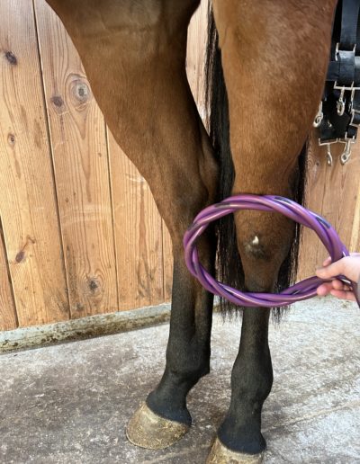 Régénération, Blessures a causes de fil barbelé