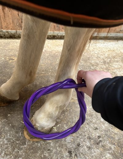 Séance Hofmag pour un abcès au paturon